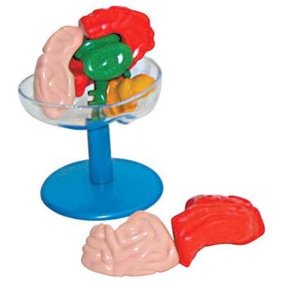 Настольная игра Professor Ein-O Биологичeскиe модeли (E2594)